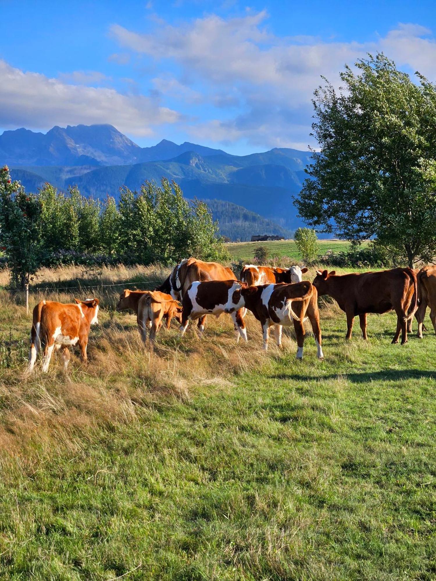 Goralska Chatka 2 Highland Cottage - Split Ac, Jacuzzi, Sauna, Private Parking, Mountains View, Garden, Zakopane Esterno foto